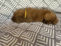 Yellow, a female Golden Retriever for sale in Buckeye, AZ – 2 of 3