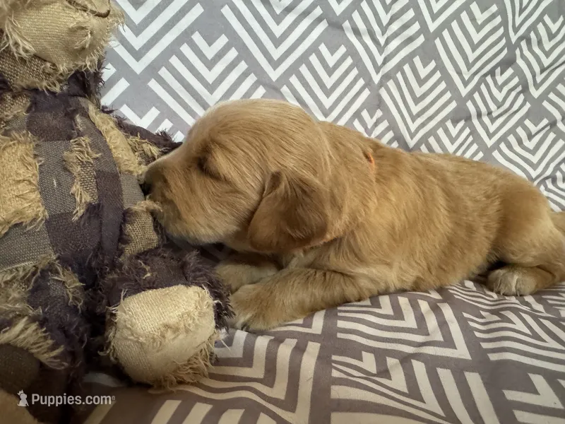 Orange – Golden Retriever puppy for sale in Buckeye, AZ