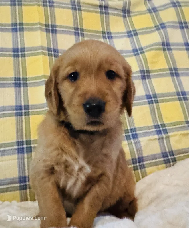 Dark Blue – Golden Retriever puppy for sale in Buckeye, AZ