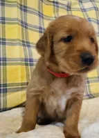 Red boy, a male Golden Retriever for sale in Buckeye, AZ – 2 of 4