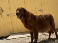 Black Boy, a male Golden Retriever for sale in Buckeye, AZ – 7 of 8