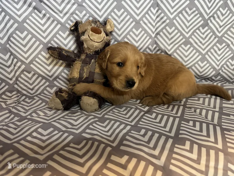 Green – Golden Retriever puppy for sale in Buckeye, AZ
