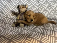 Green, a male Golden Retriever for sale in Buckeye, AZ – 1 of 2