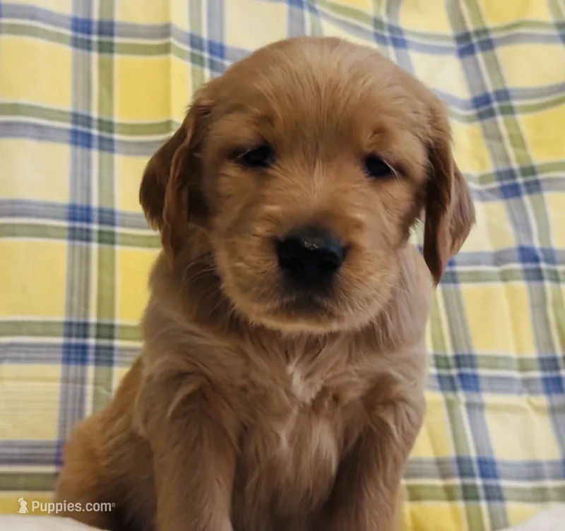 Grey – Golden Retriever puppy for sale in Buckeye, AZ