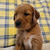 Red boy, a male Golden Retriever for sale in Buckeye, AZ – 4 of 4