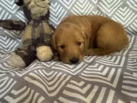Lime Green, a female Golden Retriever for sale in Buckeye, AZ – 2 of 2
