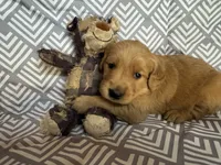 Green, a male Golden Retriever for sale in Buckeye, AZ – 2 of 2