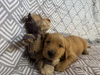 Black Boy, a male Golden Retriever for sale in Buckeye, AZ – 1 of 8