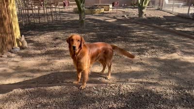 Black Boy, a male Golden Retriever for sale in Buckeye, AZ – 8 of 8