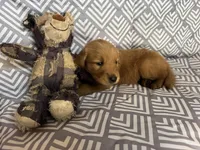 Yellow, a female Golden Retriever for sale in Buckeye, AZ – 3 of 3