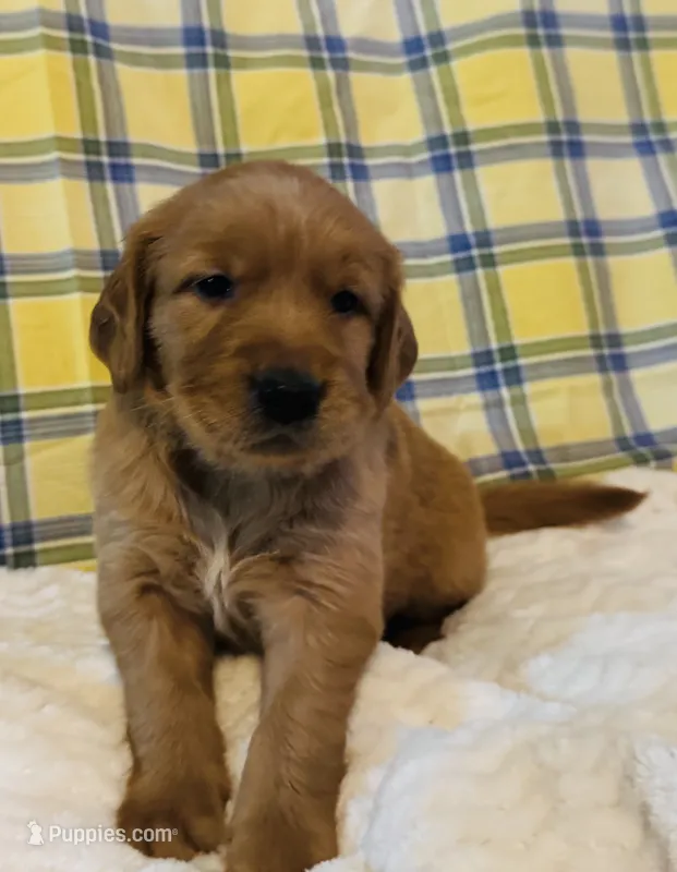 Maroon – Golden Retriever puppy for sale in Buckeye, AZ