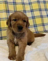 Maroon, a male Golden Retriever for sale in Buckeye, AZ – 1 of 5