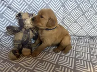 Dark Blue, a male Golden Retriever for sale in Buckeye, AZ – 3 of 3