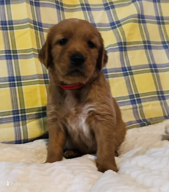 Red boy – Golden Retriever puppy for sale in Buckeye, AZ