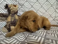 Black Boy, a male Golden Retriever for sale in Buckeye, AZ – 3 of 8