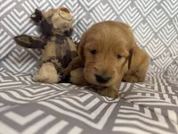 Grey, a male Golden Retriever for sale in Buckeye, AZ – 3 of 3