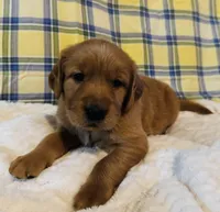 Maroon, a male Golden Retriever for sale in Buckeye, AZ – 5 of 5