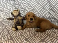 Maroo, a male Golden Retriever for sale in Buckeye, AZ – 2 of 3