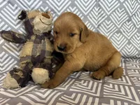 Dark Blue, a male Golden Retriever for sale in Buckeye, AZ – 1 of 3