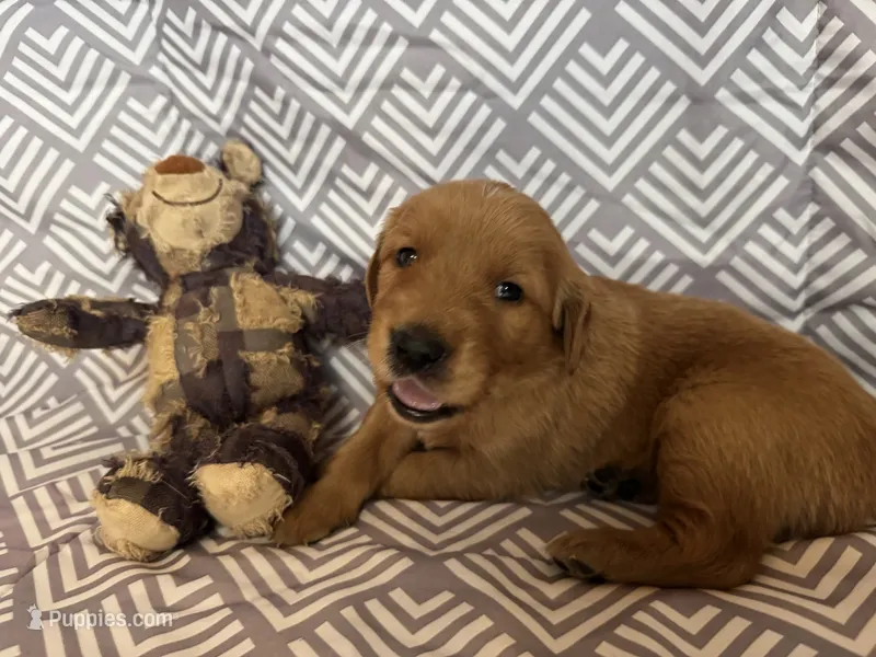 Maroo – Golden Retriever puppy for sale in Buckeye, AZ