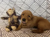 Maroo, a male Golden Retriever for sale in Buckeye, AZ – 1 of 3