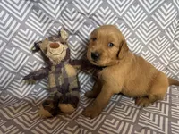Black Boy, a male Golden Retriever for sale in Buckeye, AZ – 2 of 8