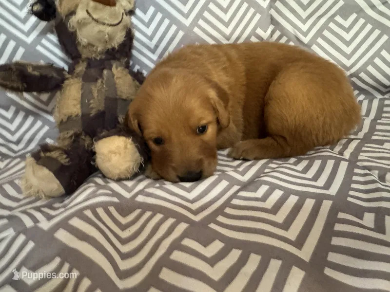 Lime Green – Golden Retriever puppy for sale in Buckeye, AZ