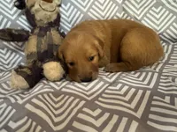 Lime Green, a female Golden Retriever for sale in Buckeye, AZ – 1 of 2