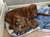 Black Boy, a male Golden Retriever for sale in Buckeye, AZ – 5 of 8