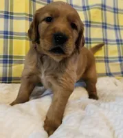 Maroon, a male Golden Retriever for sale in Buckeye, AZ – 4 of 5