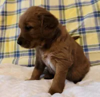 Red boy, a male Golden Retriever for sale in Buckeye, AZ – 3 of 4