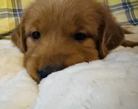 Maroon, a male Golden Retriever for sale in Buckeye, AZ – 2 of 5