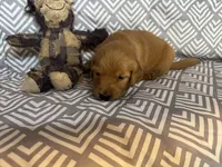 Baby Blue, a male Golden Retriever for sale in Buckeye, AZ – 3 of 3