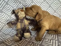 Grey, a male Golden Retriever for sale in Buckeye, AZ – 2 of 3