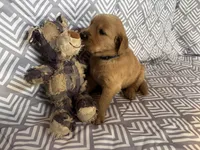 Dark Blue, a male Golden Retriever for sale in Buckeye, AZ – 2 of 3