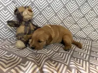 White, a female Golden Retriever for sale in Buckeye, AZ – 3 of 3