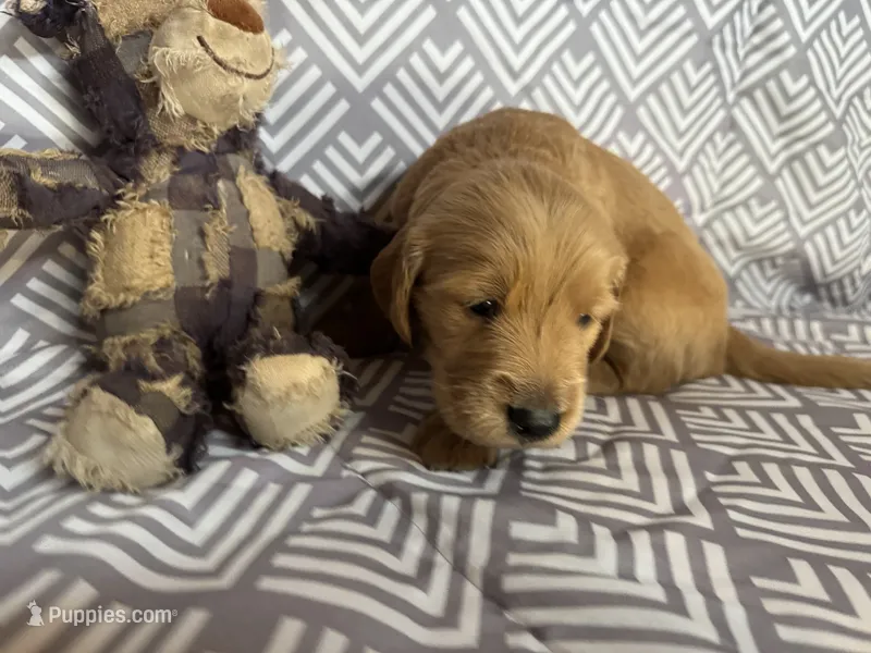 Grey – Golden Retriever puppy for sale in Buckeye, AZ