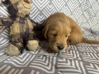 Grey, a male Golden Retriever for sale in Buckeye, AZ – 1 of 3