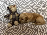 Orange, a female Golden Retriever for sale in Buckeye, AZ – 2 of 3