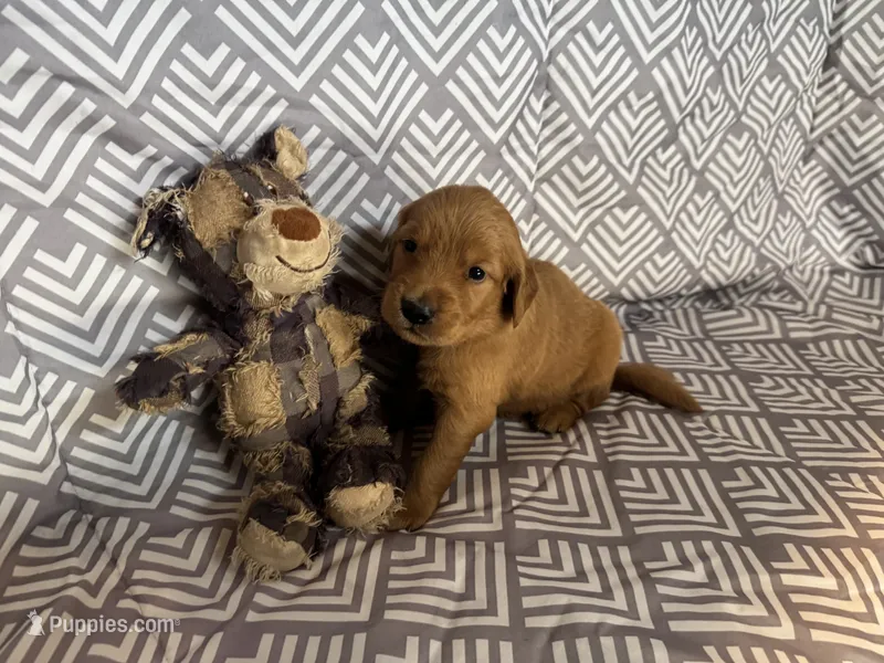Baby Blue – Golden Retriever puppy for sale in Buckeye, AZ