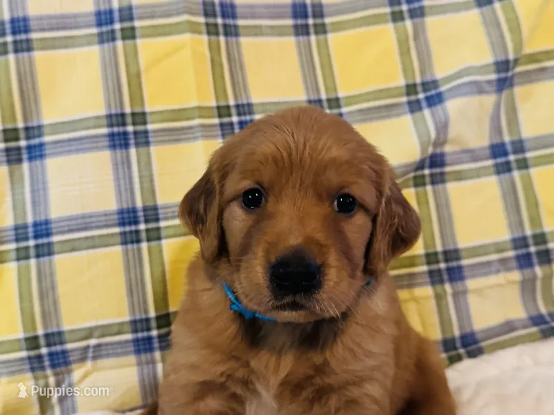 Baby Blue – Golden Retriever puppy for sale in Buckeye, AZ