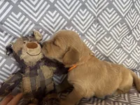 Orange, a female Golden Retriever for sale in Buckeye, AZ – 3 of 3