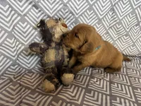 Baby Blue, a male Golden Retriever for sale in Buckeye, AZ – 2 of 3
