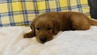 Maroon, a male Golden Retriever for sale in Buckeye, AZ – 3 of 5