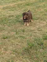 Cookie, a female German Shepherd Dog for sale in Big Prairie, OH – 3 of 3