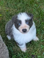 Blu, a male German Shepherd Dog for sale in Big Prairie, OH – 1 of 3
