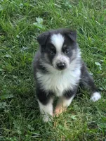 Daisy , a female German Shepherd Dog for sale in Big Prairie, OH – 5 of 6