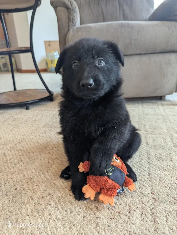 Yellow collar  – German Shepherd Dog puppy for sale in Big Prairie, OH