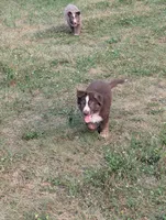 Rusty , a male German Shepherd Dog for sale in Big Prairie, OH – 3 of 3