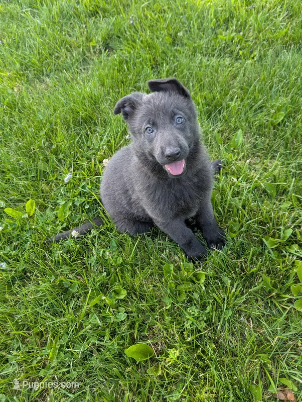 Green collar  – German Shepherd Dog puppy for sale in Big Prairie, OH